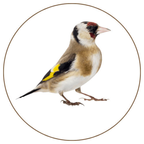 European Goldfinch