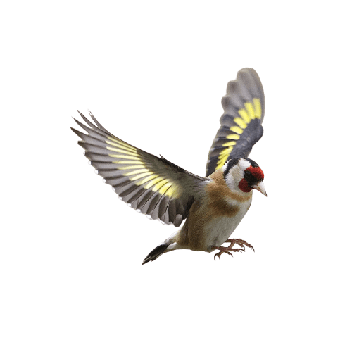 European Goldfinch